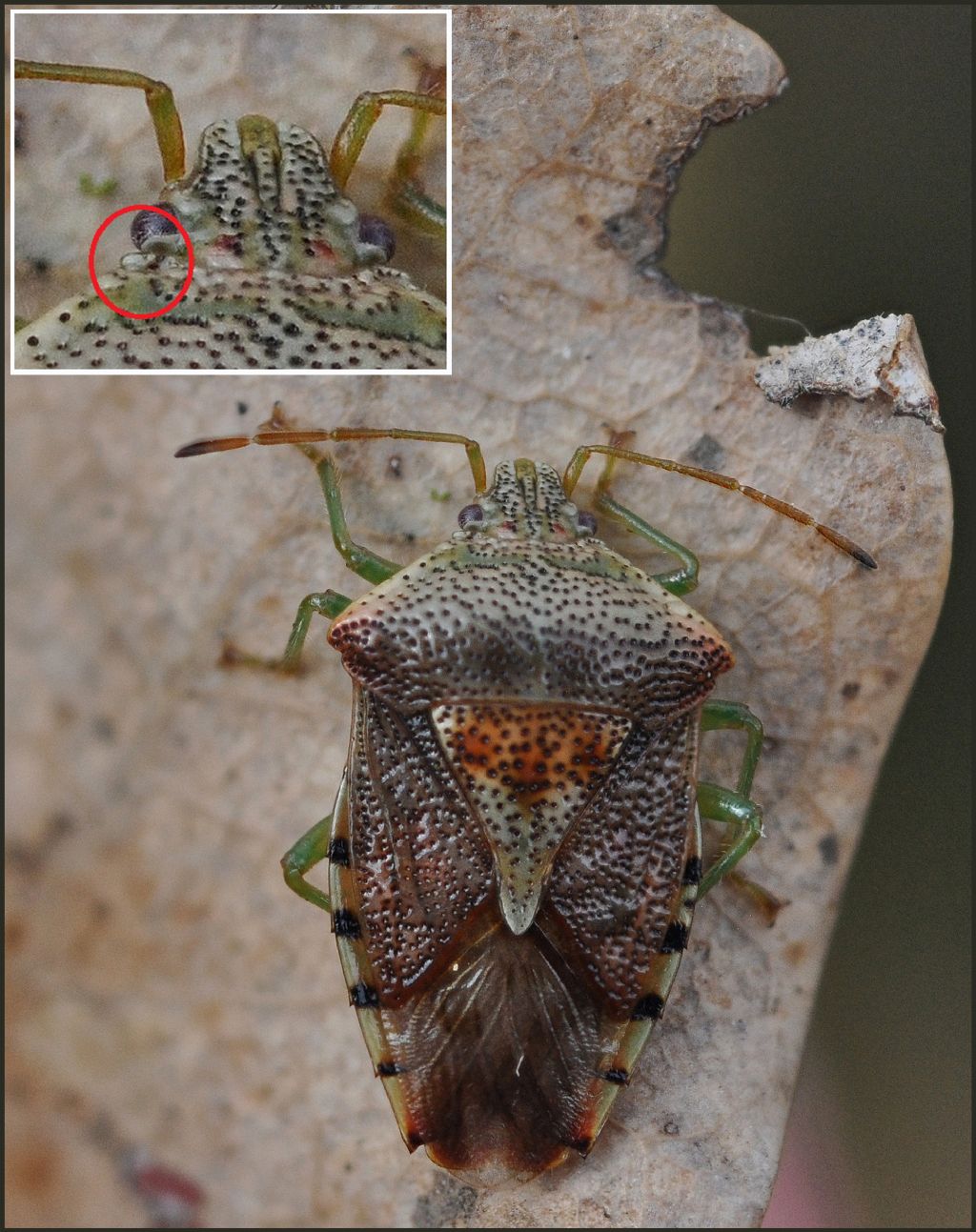 Acanthosomatidae: Elasmucha grisea